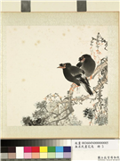 无名氏画花鸟　册　柏树,绘画,翎毛,树木,花草