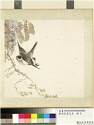 无名氏画花鸟　册　紫藤,绘画,翎毛,花草