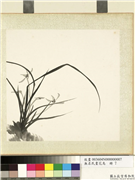 无名氏画花鸟　册　兰花,绘画,花草