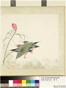 无名氏画花鸟　册　荷花,绘画,翎毛,花草