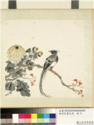 无名氏画花鸟　册　菊树,绘画,翎毛,花草,树木