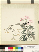 无名氏画花鸟　册　夹竹桃,绘画,花草,树木,翎毛
