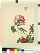 清屈兆麟仿郎世宁花卉　册　牡丹,绘画,花草