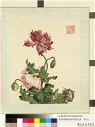 清屈兆麟仿郎世宁花卉　册　罂粟,绘画,花草