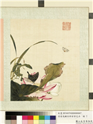 清屈兆麟仿郎世宁花卉　册　荷花蝴蝶,绘画,花草,草虫