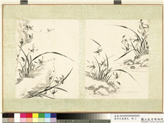 无名氏画兰花　册　兰花（四）,绘画,花草