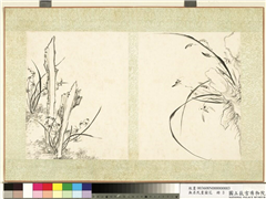 无名氏画兰花　册　兰花（五）,绘画,花草,山水