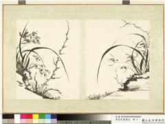 无名氏画兰花　册　兰花（十）,绘画,花草