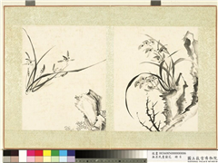 无名氏画兰花　册　兰花（十一）,绘画,花草,山水