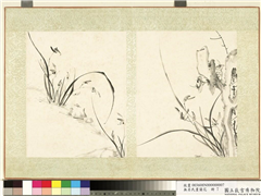 无名氏画兰花　册　兰花（十三）,绘画,花草,山水