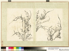 无名氏画兰花　册　兰花（十六）,绘画,花草,山水