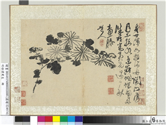 明徐渭写生册　册　水墨画菊,绘画,花草