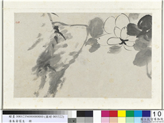清朱耷写生　册　芙蓉,绘画,花草
