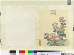 无款菊绘册　册　粉玲珑,绘画,花草