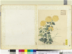无款菊绘册　册　桂花球,绘画,花草