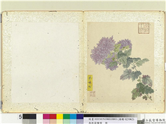 无款菊绘册　册　紫绣球,绘画,花草