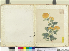 无款菊绘册　册　黄香球,绘画,花草