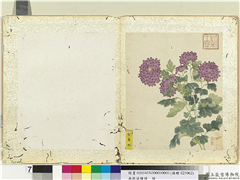 无款菊绘册　册　紫香球,绘画,花草
