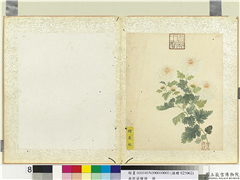 无款菊绘册　册　檀香球,绘画,花草