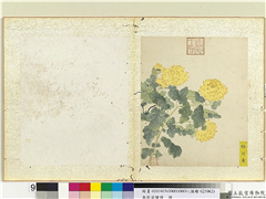 无款菊绘册　册　邓州黄,绘画,花草