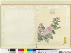 无款菊绘册　册　晚香红,绘画,花草