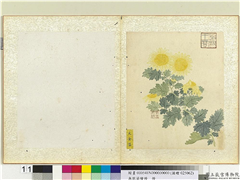 无款菊绘册　册　大金盘,绘画,花草