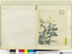 无款菊绘册　册　蜜芍药,绘画,花草