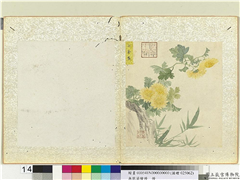 无款菊绘册　册　小金盘,绘画,花草