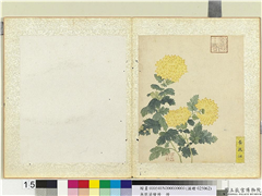 无款菊绘册　册　黄鹤翎,绘画,花草