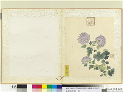 无款菊绘册　册　紫幢,绘画,花草