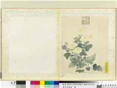 无款菊绘册　册　小黄鹤翎,绘画,花草