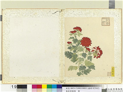 无款菊绘册　册　大红袍,绘画,花草