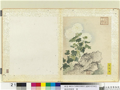 无款菊绘册　册　月下白,绘画,花草