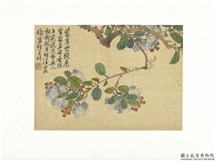 清张熊蒙茸紫绶　册页,绘画,花草