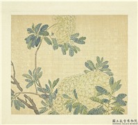 清张熊花卉册　册　绣球,绘画,花草
