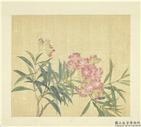 清张熊花卉册　册　夹竹桃,绘画,花草