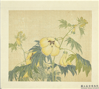 清张熊花卉册　册　秋葵,绘画,花草