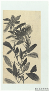 清释达受花卉　册　三,绘画,花草