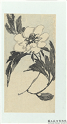清释达受花卉　册　六,绘画,花草
