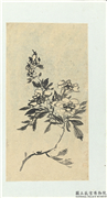 清释达受花卉　册　七,绘画,花草