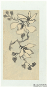 清释达受花卉　册　九,绘画,花草
