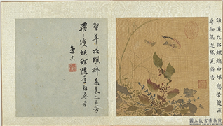 明孙龙写生　册　草花蛱蝶,绘画,草虫,花草