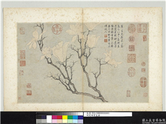 明沈周写生　册　玉兰,绘画,花草