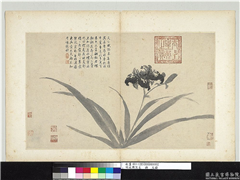 明沈周写生　册　蝴蝶花,绘画,花草