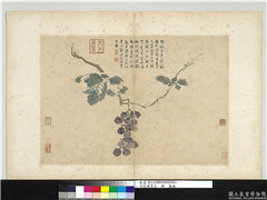 明沈周写生　册　蒲桃,绘画,果蔬