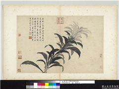 明沈周写生　册　雁来红,绘画,花草