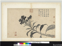 明沈周写生　册　鸡冠花,绘画,花草