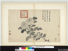 明沈周写生　册　菊,绘画,花草