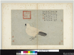 明沈周写生　册　白鸽,绘画,翎毛
