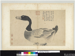 明沈周写生　册　鸭,绘画,翎毛